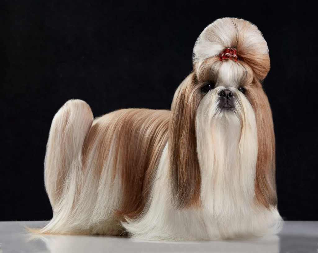Shih Tzu Breed