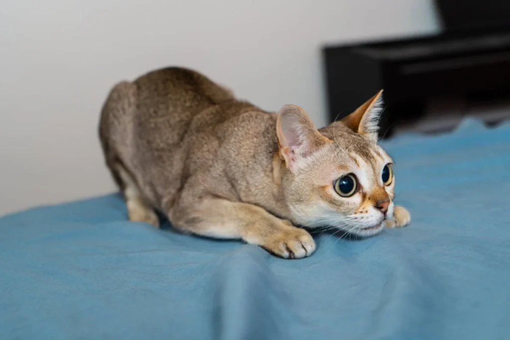 Singapura – The World's Smallest Cat