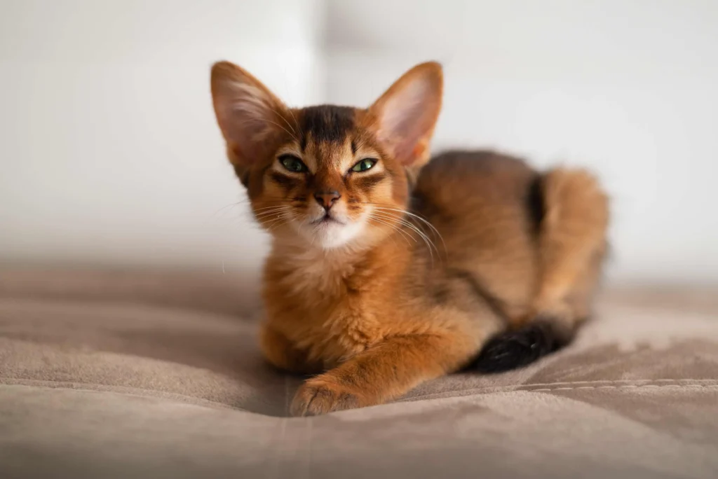 Somali – The Fox-Like Cat