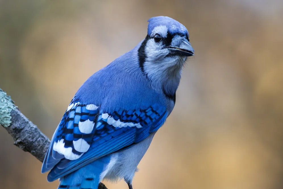 Splendid Fairywren – A Tiny Bolt of Blue