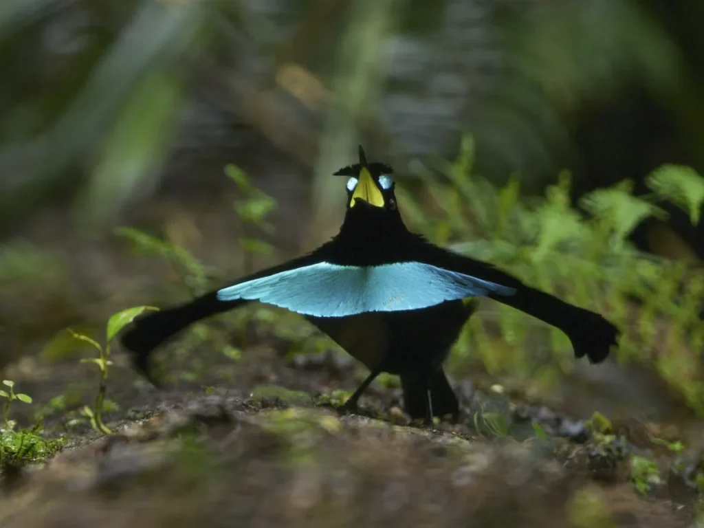 Superb Bird-of-Paradise – The Dance Artist