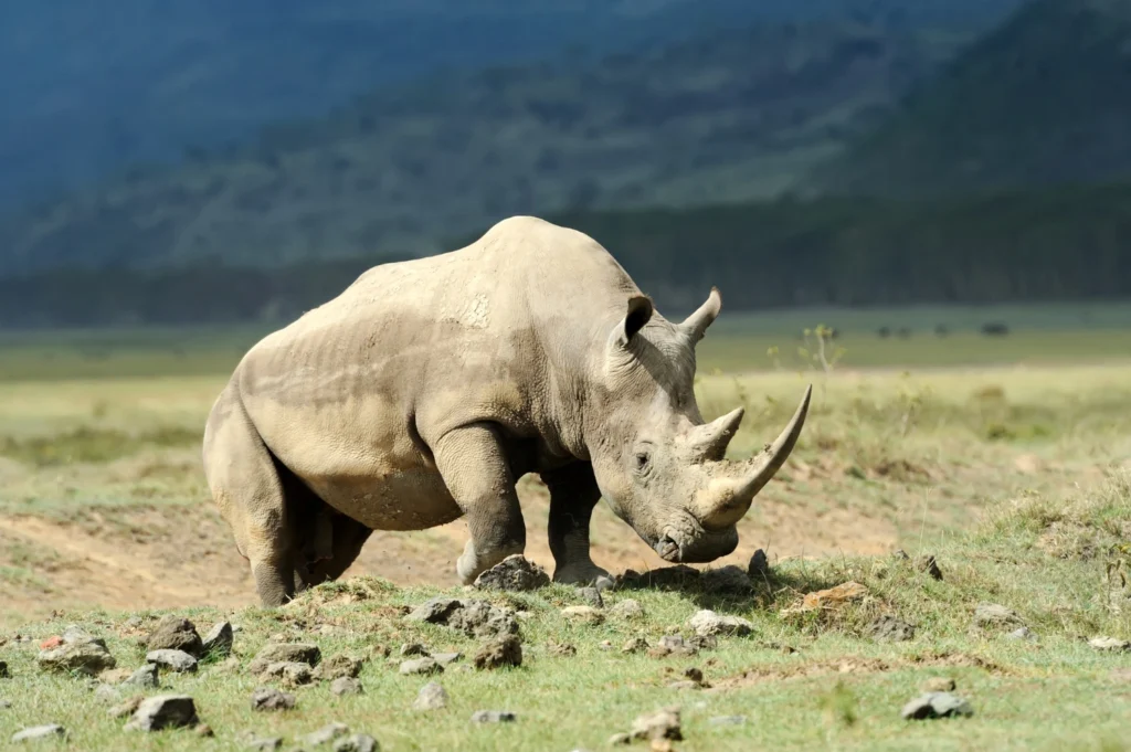 The Greater One-Horned Rhinoceros (Indian Rhino)