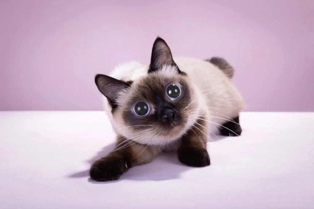 Toybob – The Miniature Bobtail