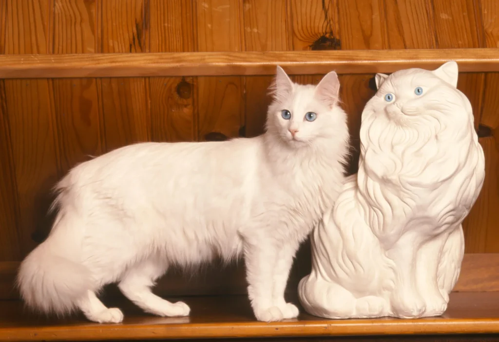 Turkish Angora – The Elegant Tiny Feline