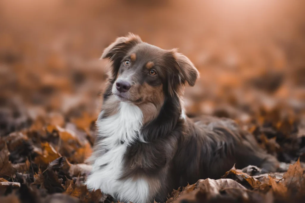 australian-shepherd