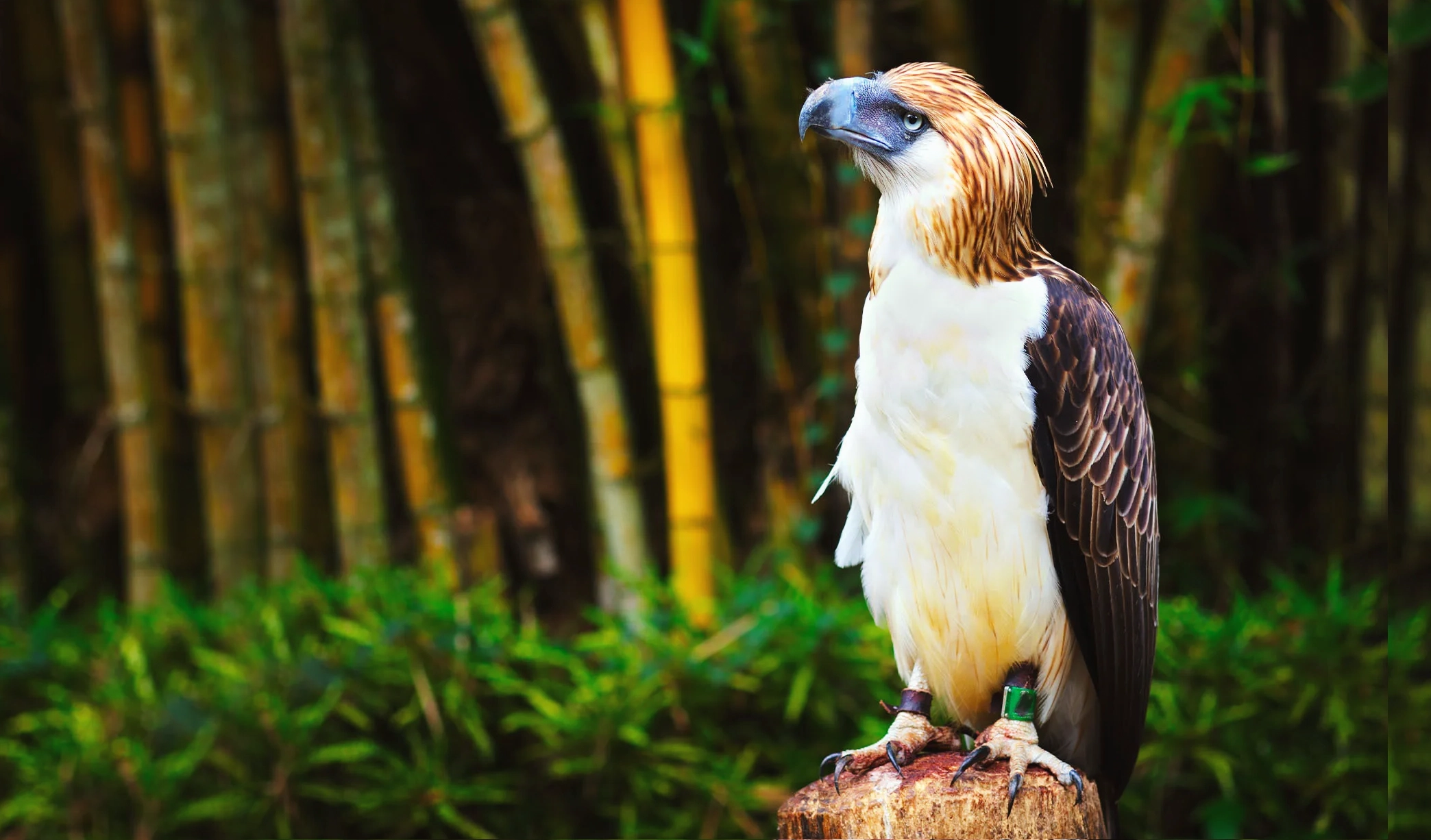 Philippine Eagle