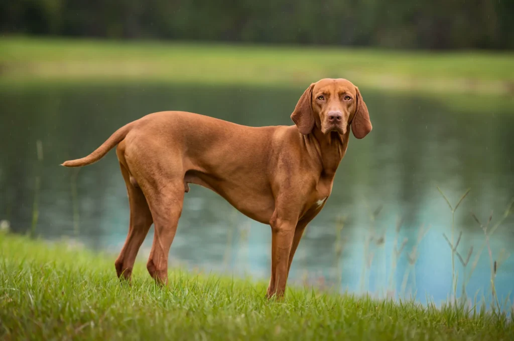 vizsla dog Breed