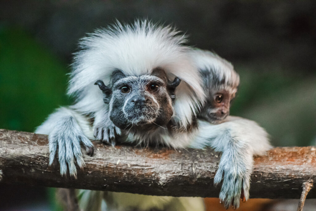 Tamarin Monkey