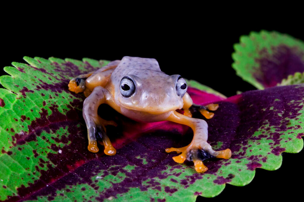 Strawberry Poison Dart Frog