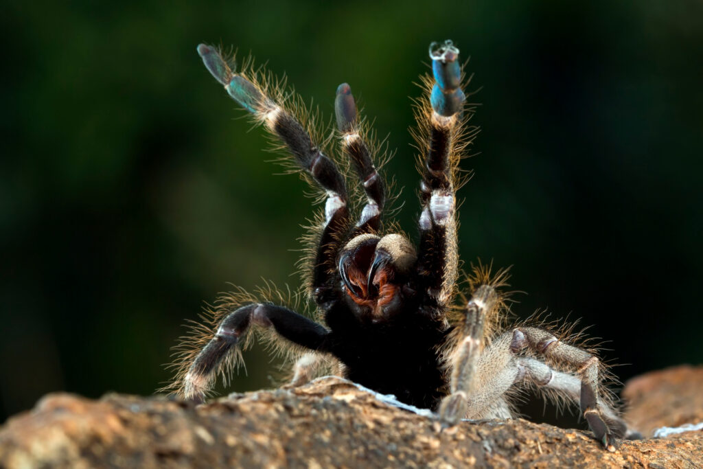 Spider Monkey