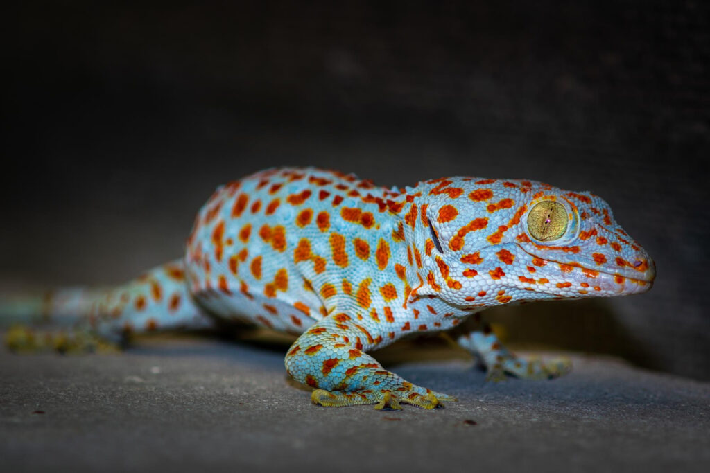 Leopard Geckos lifespan