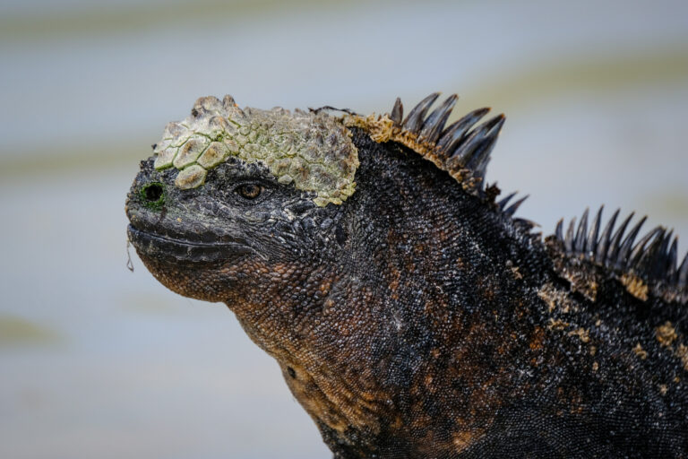 10 Oldest Historical Animals