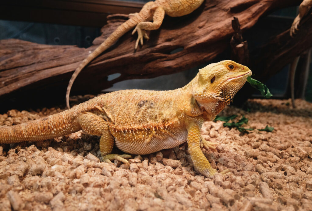 Leopard Geckos