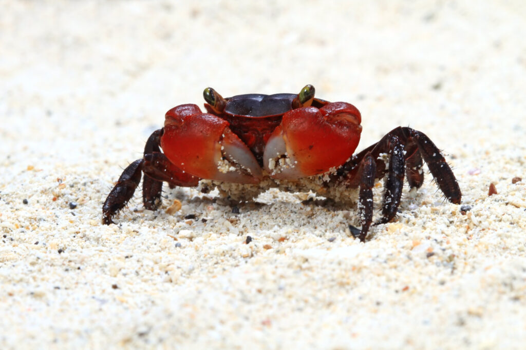 Hermit Crabs