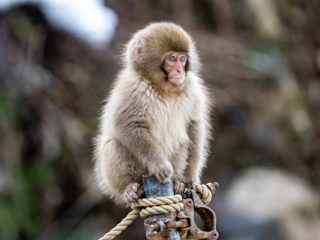 Japanese Macaque