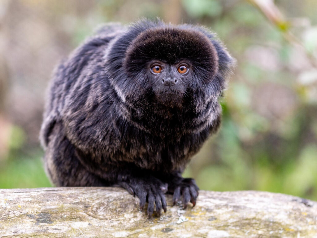 Howler Monkey