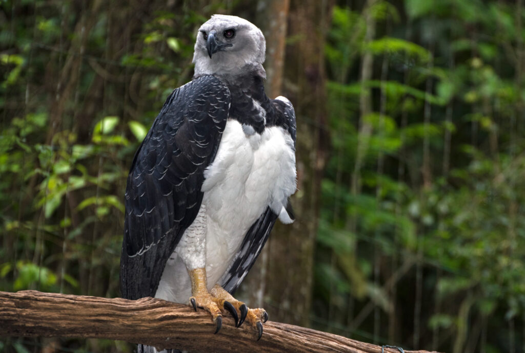 Where You Can See the Philippine Eagle