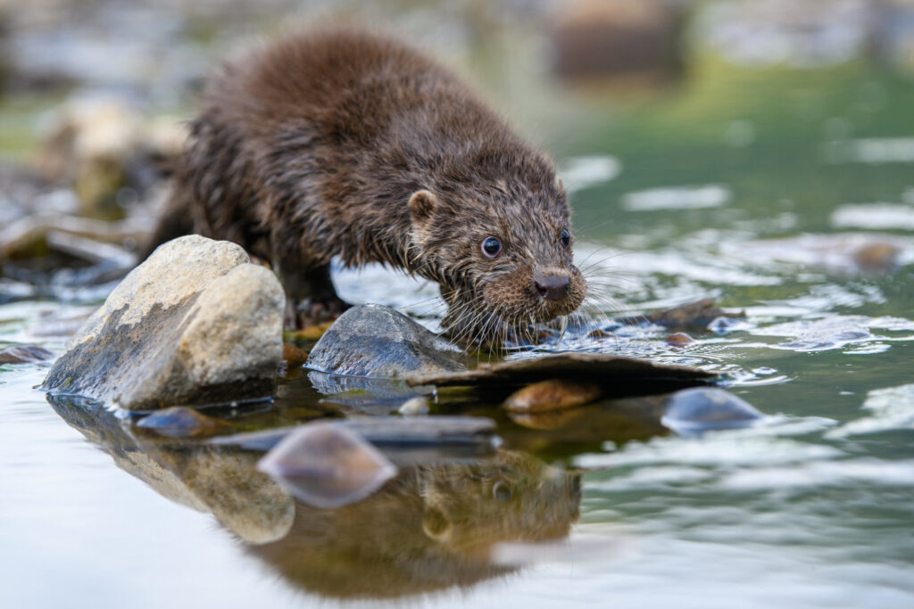 Beavers