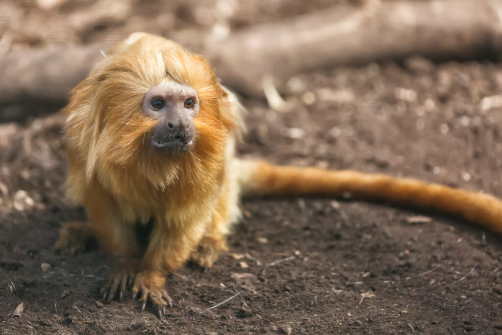 Golden Snub-Nosed Monkey
