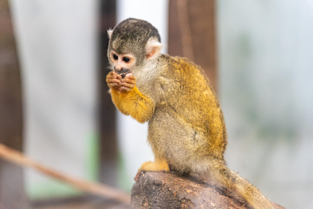 Squirrel Monkey