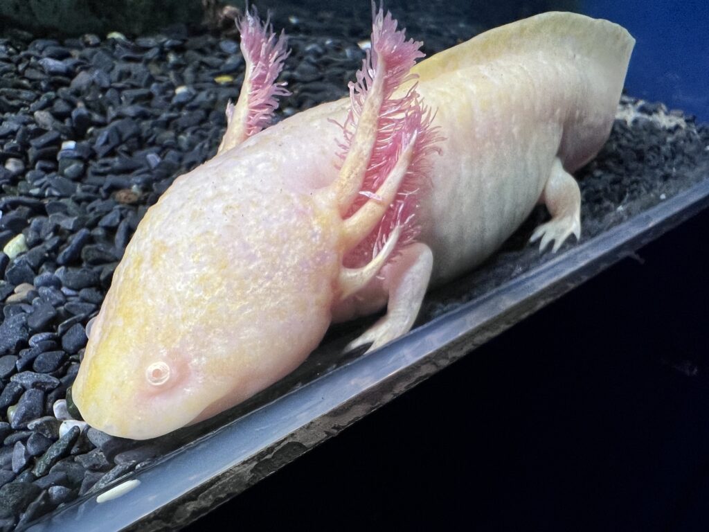 Axolotl