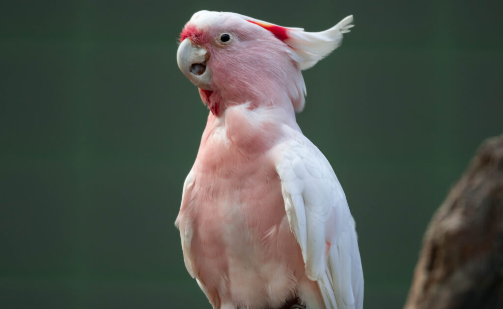 Pink Cockatoo
