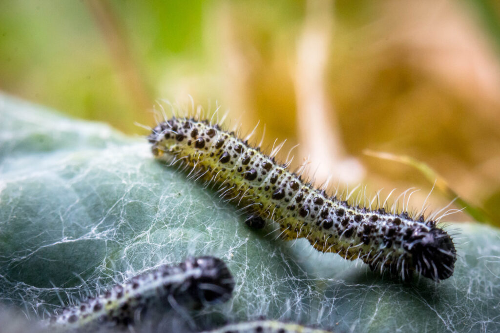 Velvet Worm
