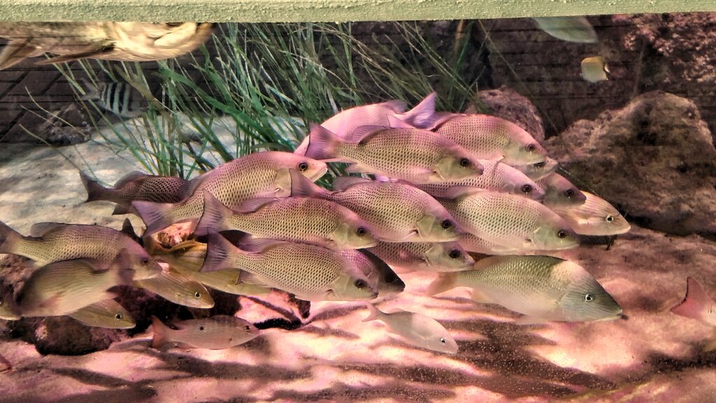 Rosy Barb Fish