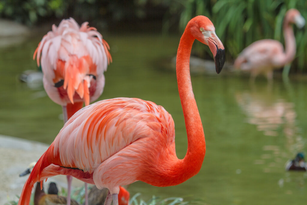 American Flamingo