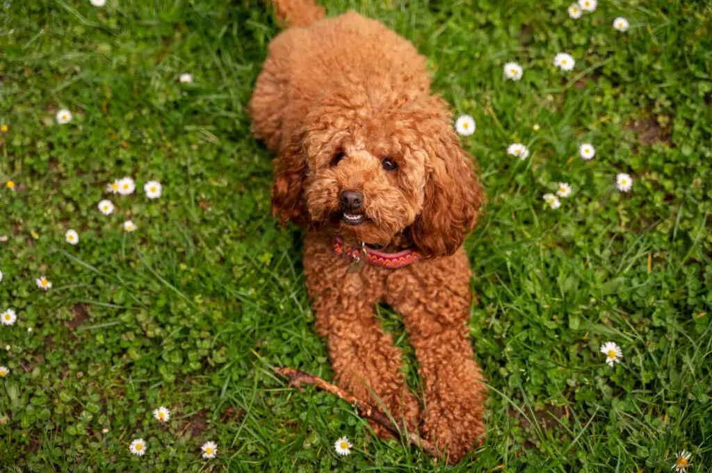 Labradoodle