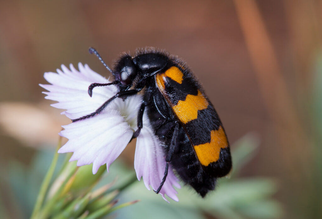 Zebra Bumblebee (Bombus schrencki)