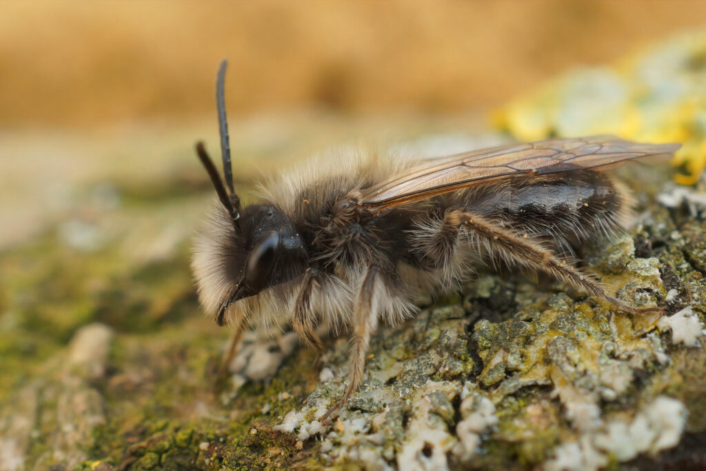 Giant Honeybee (Apis dorsata)