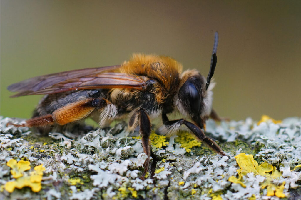 Teddy Bear Bee (Amegilla bombiformis)