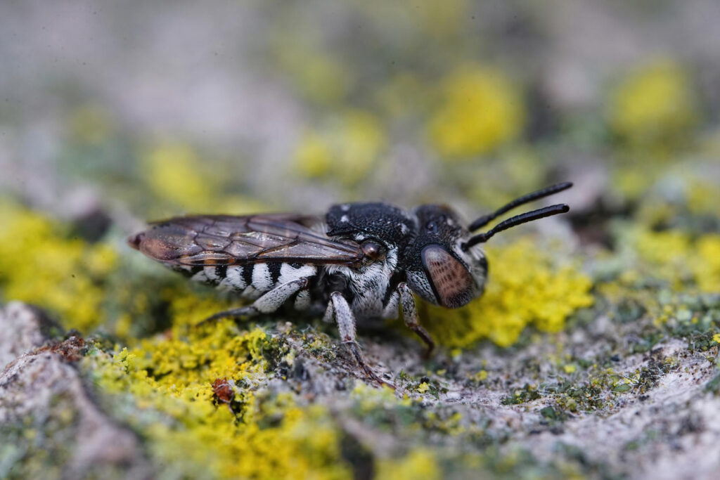 Sweat Bee (Halictidae)