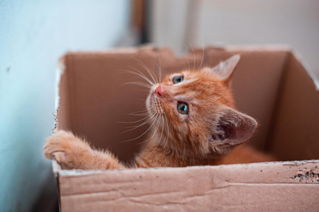 Cardboard Box Maze