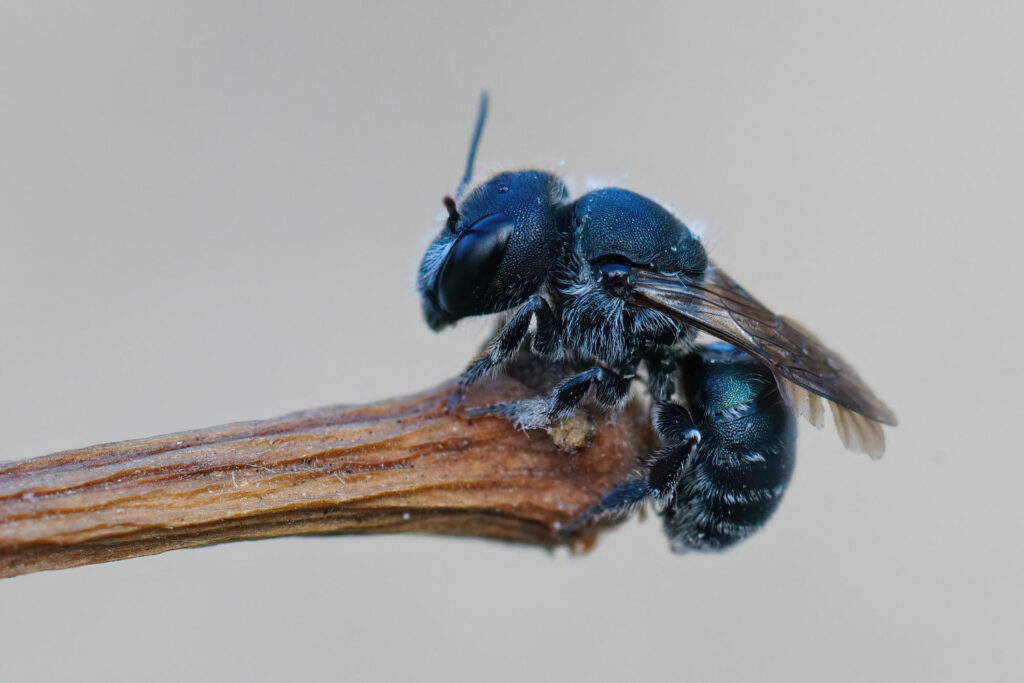 Blue Tailed Bee (Anthophora)