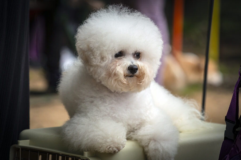 Bichon Frise