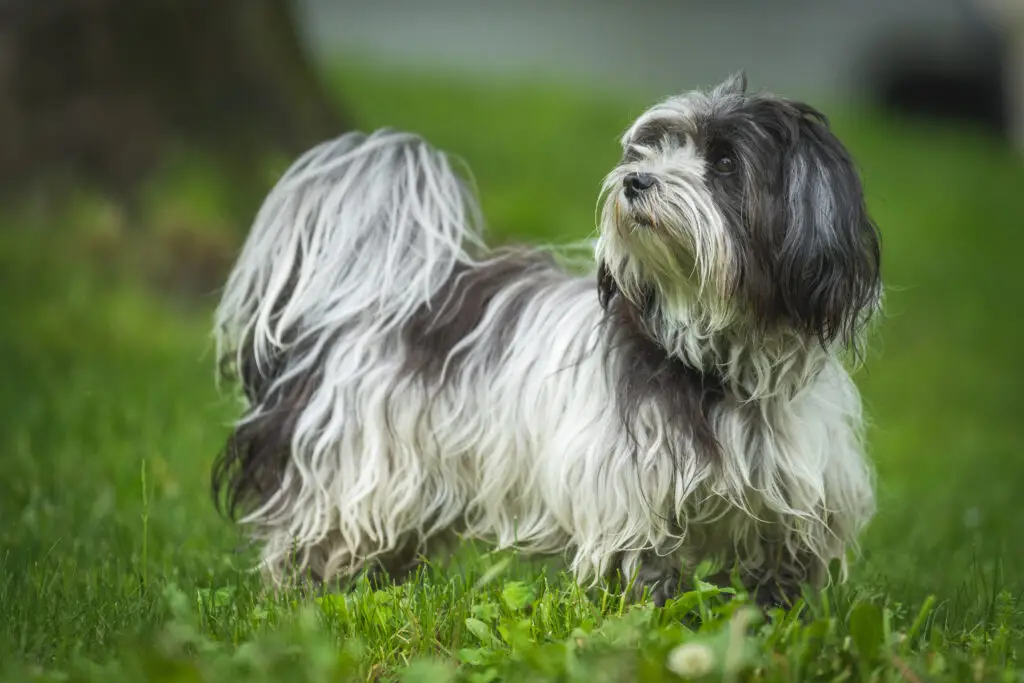 Havanese