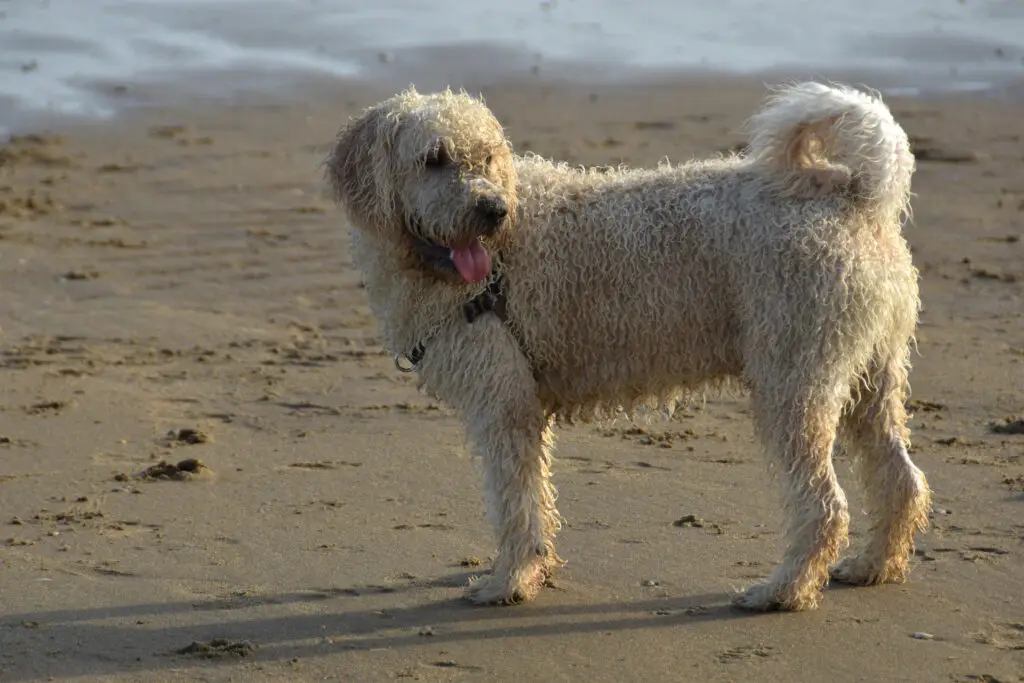 Soft-Coated Wheaten Terrier