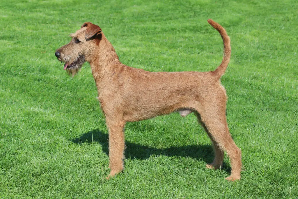 Airedale Terrier
