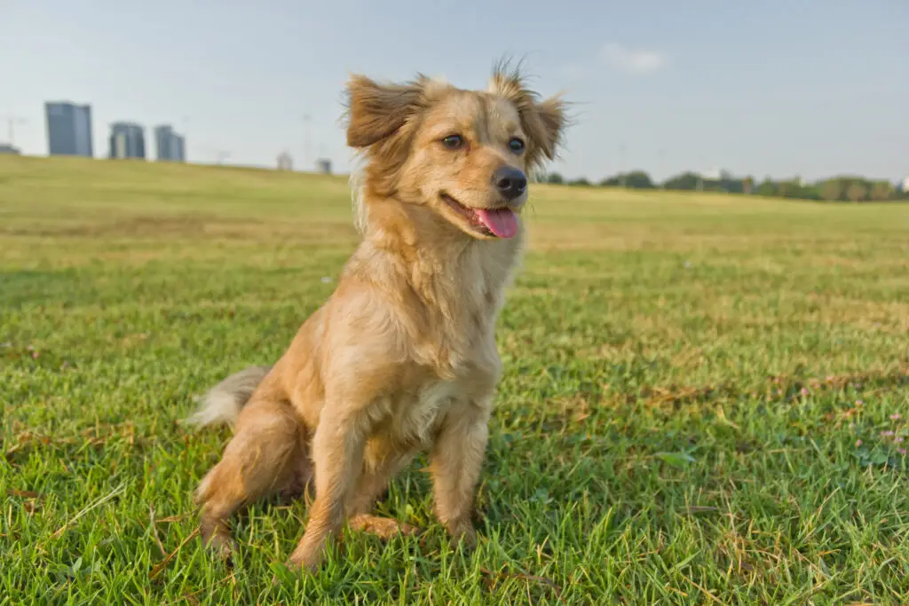 Cairn Terrier
