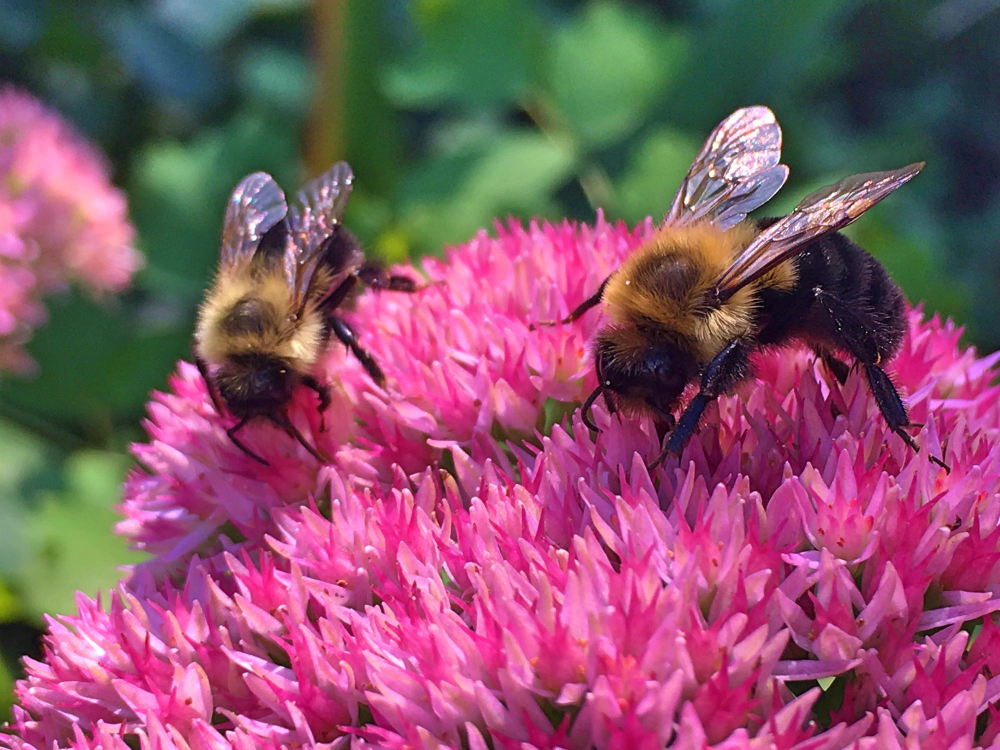 beautiful bees