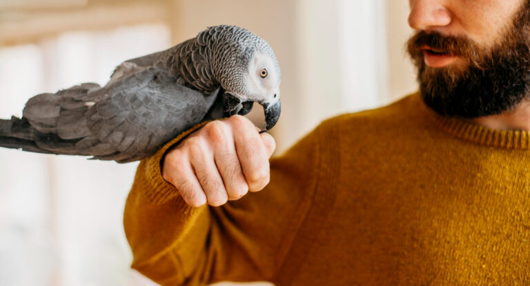 Parrot Biting