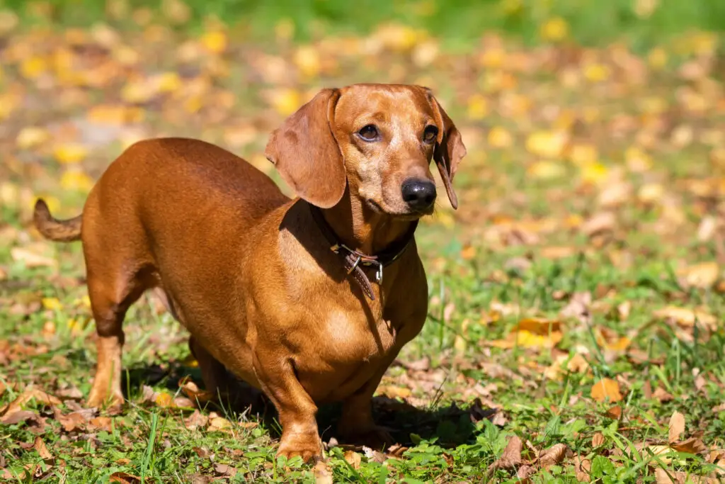 Training Tips for Dachshund Dogs