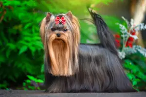 Yorkshire Terrier Dog