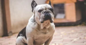 Bulldog Breed
