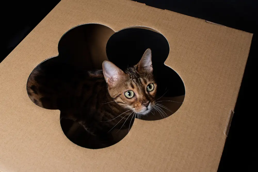Abyssinian cat exploring a cardboard play tunnel