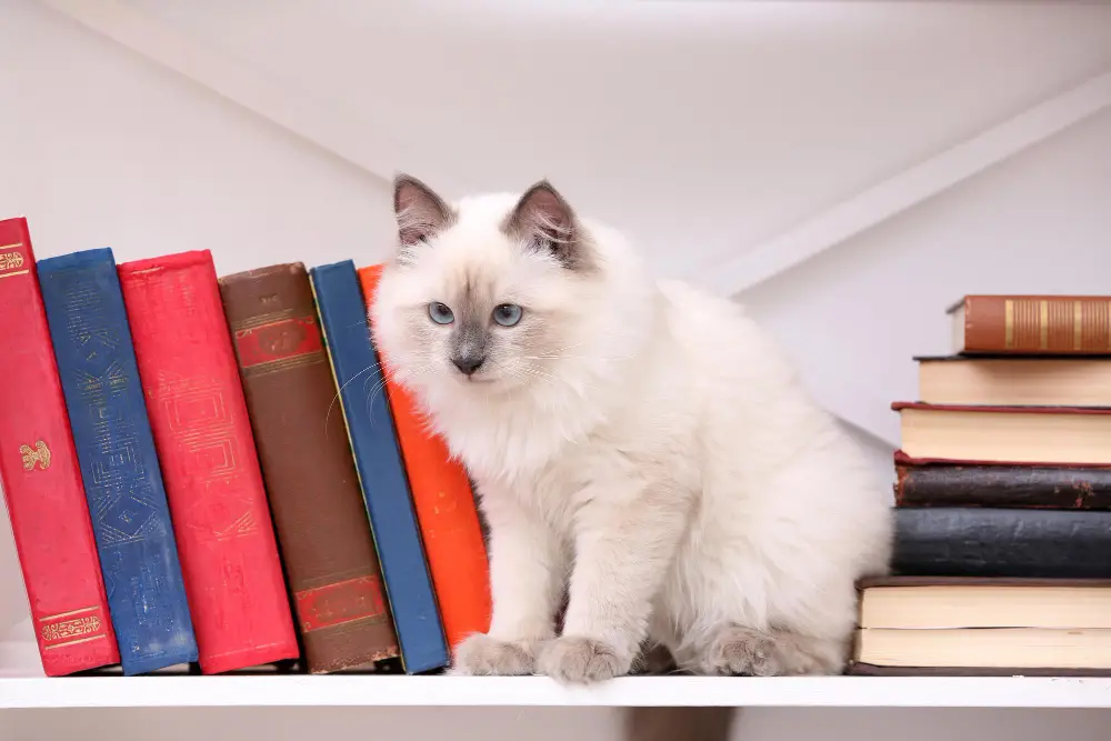 Birman cat perched on bookshelf watching kids