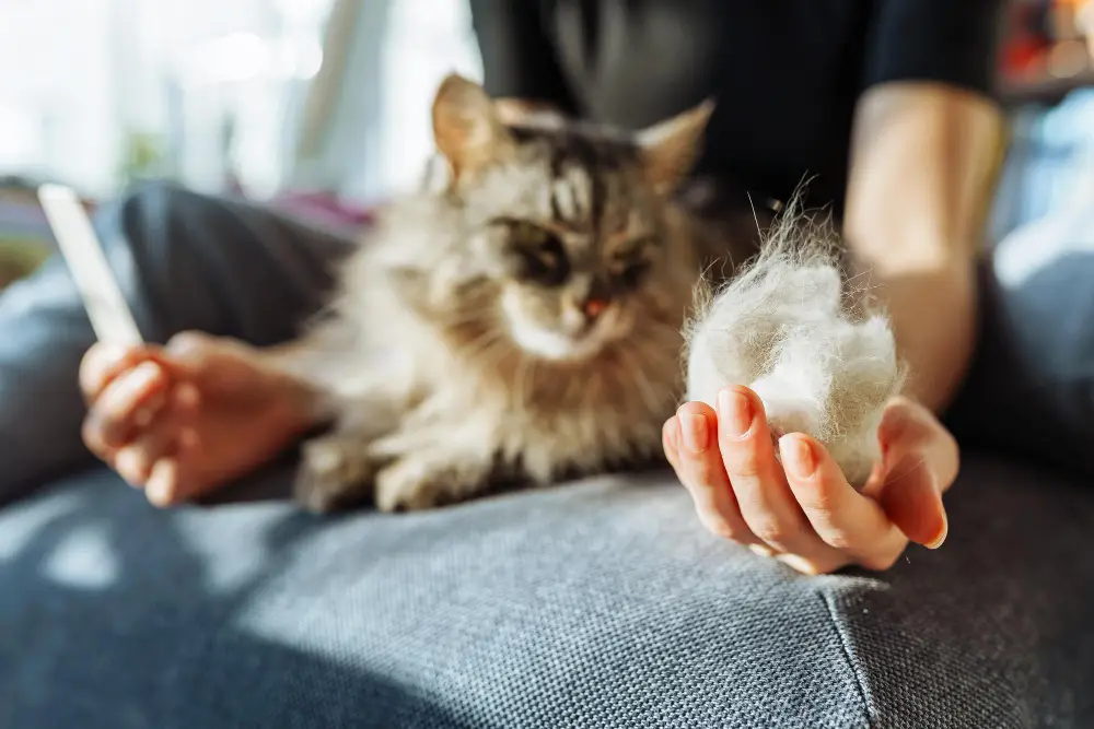 Reduce Cat Hairballs Naturally