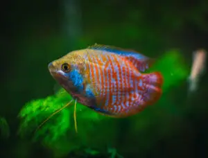 Dwarf Gourami Fish